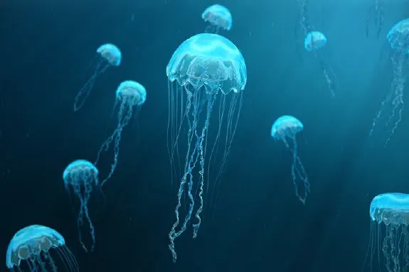 Incredible Facts About Three Jellyfish Species