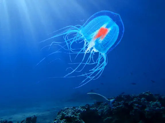 Turritopsis Dohrnii Might be an Immortal Jellyfish