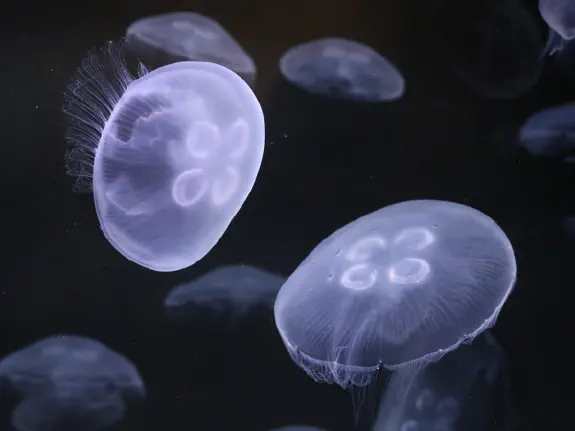 Moon Jellyfish Make for Excellent Pets