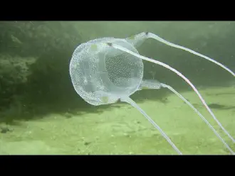 What is the Box jellyfish?